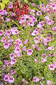 Stiff Twinspur, Diascia rigescens, flowers