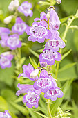 Foothill Beardtongue 'Pretty Coat', Penstemon heterophyllus 'Pretty Coat', flowers