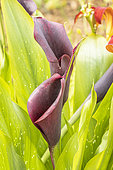 Arum lily 'Schwartzwalder’,Zantedeschia 'Schwartzwalder’, flowers