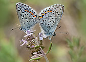 Baton Blue (Pseudophilotes baton) mating on thyme, Mont Ventoux, Provence, France