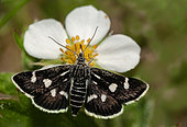 White-spotted Sable (Anania funebris) foraging on strawberry cinquefoil (Potentilla sterilis), Vosges du Nord Regional Nature Park, France