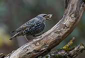 European starling (Sturnus vulgaris) eating a beetle larva, Vosges du Nord Regional Nature Park, France