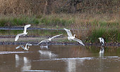 Great Egret (Egretta alba), Grey Heron (Ardea cinerea) and Common Snipe (Gallinago gallinago), Vosges du Nord Regional Nature Park, France