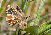 Oberthür's grizzled skipper (Pyrgus armoricanus) female laying eggs on potentilla, Vosges du Nord Regional Nature Park, France