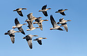 Greylag Geese (Anser anser) in flight with 2 Tundra Bean Geese (Anser fabalis), Sauer Delta Nature Reserve, Munchhausen, Alsace, France