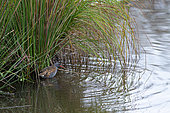 Water rail (Rallus aquaticus) at the edge of a pond, Vosges du Nord Regional Nature Park, France