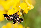 Pygmy moth (Thyris fenestrella) on Horseshoe vetch (Hippocrepis comosa), Vosges du Nord Regional Nature Park, France