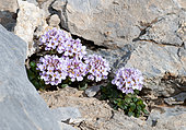 Pennycress (Noccaea corymbosa), Pas de la Cavale, 2671m, Mercantour National Park, Alps, France