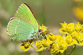 Green Hairstreak (Callophrys rubi) foraging on a spurge, Vosges du Nord Regional Nature Park, France