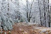Path in the frosted Vosges du Nord forest, Vosges du Nord Regional Nature Park, France