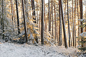 Snow-covered Vosges du Nord pine forest, Vosges du Nord Regional Nature Park, France