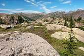 High peat bog (2000m) in the Mercantour, Alps, Mercantour National Park, France