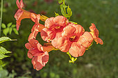 Trumpet Vine, Campsis radicans, flowers
