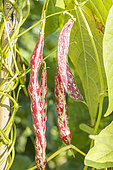 Borlotto' butter bean