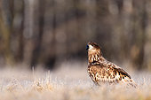 White-tailed Eagle (Haliaeetus albicilla) standing in the grass. Poland.
