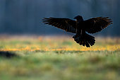 Raven (Corvus corax) flying. Poland.