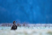 White-tailed Eagle (Haliaeetus albicilla) standing in the grass at dawn. Poland.