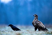 White-tailed Eagle (Haliaeetus albicilla) standing in the grass at dawn. Poland.