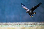 White-tailed Eagle (Haliaeetus albicilla) flying. Poland.