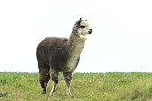 Lama (Lama glama), Chile
