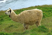 Lama (Lama glama), Chile