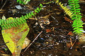 Emilio's ground frog (Eupsophus emiliopugini), amphibian discovered in 2010. Alerce Andino National Park. Chile