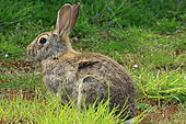 Wild rabbit (Oryctolagus cuniculus) in grass. Chile