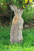 Wild rabbit (Oryctolagus cuniculus) standing in the grass. Chile