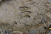 Trace of Southern Pudu (Pudu puda) in the mud. Chile