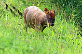 Southern Pudu (Pudu puda) in grass. Chile