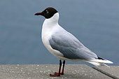 Brown-hooded Gull (Chroicocephalus maculipennis), Chile