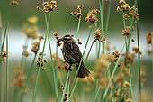 Yellow-winged Blackbird (Agelasticus thilius) on rush, Chile