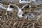 Brown-hooded Gull (Chroicocephalus maculipennis) mating, Chile