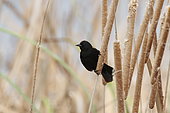 Yellow-winged Blackbird (Agelasticus thilius) on cattail, Chile
