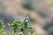 Common Diuca-finch (Diuca diuca) on a branch, Chile