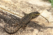 Thin Tree Iguana (Liolaemus tenuis), Chile