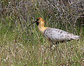 Black-faced Ibis (Theristicus melanopis) on grass, Chile