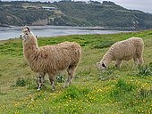 Lamas (Lama glama), Chile