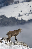 Young Alpine ibex (Capra ibex). Valais Alps, Switzerland.