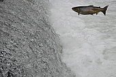 Lake trout (Salmo trutta lacustris) crossing a waterfall, Lake Neuchâtel, Switzerland
