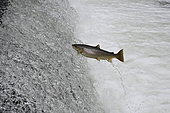 Lake trout (Salmo trutta lacustris) crossing a waterfall, Lake Neuchâtel, Switzerland