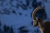 Male Alpine ibex (Capra ibex). Valais Alps, Switzerland.
