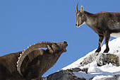 Alpine ibex (Capra ibex), male in rut and female. Valais Alps, Switzerland.