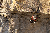 Wallcreeper (Tichodroma muraria) on a cliff, Alps, Switzerland