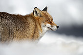 Red fox (Vulpes vulpes) male in winter in the snow, Alps, Italy.