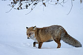 Red fox (Vulpes vulpes) male in winter in the snow, Alps, Italy.