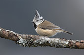 Great crested tit (Parus cristatus), Vaud Alps, Switzerland.