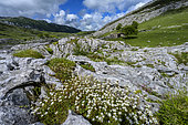 High valley in the Picos de Europa, Spain. In the foreground, fringed sandwort (Arenaria ciliata) - The famous Picos de Europa form the highest massif of the Cantabrian mountain range, and are located between the provinces of Asturias, León and Cantabria, some 30 km from the sea: home to the brown bear and the Iberian wolf. Biosphere reserve - Covadonga lakes region in Asturias (Spain)