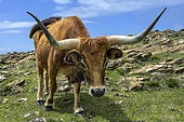 Cachena cow in Galicia. The cachena is a cattle breed bred locally in Spain and Portugal. A very hardy and frugal breed. Its rusticity makes it ideal for ecological land management. Cabo Ortegal Peninsula - Galicia - Spain