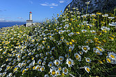Spring on the Galician coast. Punta Nariga lighthouse stands at the end of a promontory jutting out into the Atlantic Ocean - Province of A Coruña - Galicia - Spain